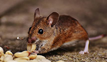 24 Hour & Emergency Exterminators in Newaukum, WA